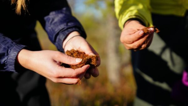 Two people hold peat in their hands outdoors.